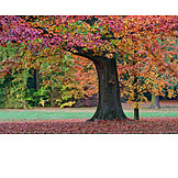   Tree, Autumn, Oak Tree