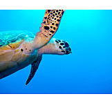   Underwater, Turtle, Sea turtle