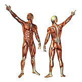   Clue, Anatomy, Muscle, Medical Illustrations