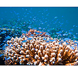   Coral reef, School of fish, Coral