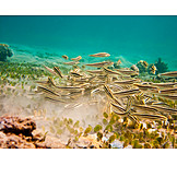   Korallenriff, Fischschwarm, Gestreifter korallenwels