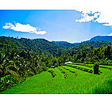   Landwirtschaft, Bali