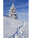   Winter, Winter Landscape, Fir, Snow, Snow Track
