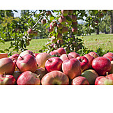  Apple, Harvest, Apple harvest