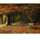   Forest, Autumn, Autumn Forest, Bank