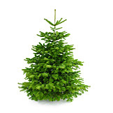   Baum, Nadelbaum, Tannenbaum, Weihnachtsbaum