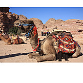   Tourism, Camel, Jordan