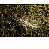   Spider Web, Dew, Morning Mood