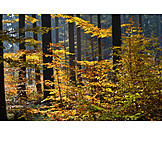   Forest, Autumn, Deciduous forest