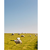   Dyke, Sheep herd