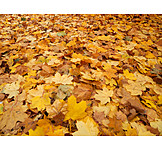   Leaves, Autumn Leaves, Maple Leaf