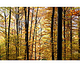   Forest, Autumn, Beech Grove