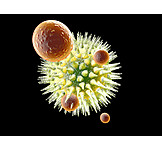   Antikörper, Immunsystem, Medizinische Grafik
