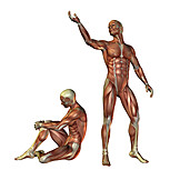   Anatomie, Muskelaufbau, Medizinische Grafik
