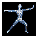   Skelett, Sportmedizin, Medizinische Grafik