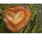   Heart shaped, Cut surface, Tree ring