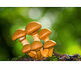   Mushroom, Pholiota mushroom