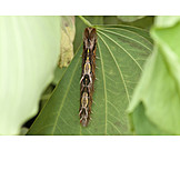   Schmetterlingsraupe, Heliconius doris