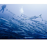   Diving, School of fish, Barracuda