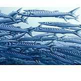   School of fish, Barracuda