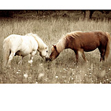   Freundschaft, Zweisamkeit, Pferde
