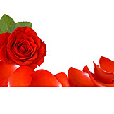   Muttertag, Valentinstag, Rote Rose