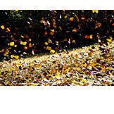   Autumn Leaves, Wind, Stormy