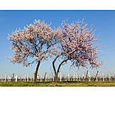   Spring, Almond Tree