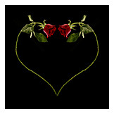   Valentinstag, Herzförmig, Rote Rose