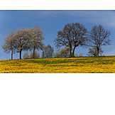   Landscape, Flower Meadow, Spring