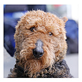   Airedale terrier