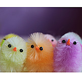   Easter, Easter Chicks