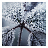   Winter, Ice, Frozen, Cold, Rime, Ice crystals