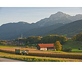   Landwirtschaft, Maisernte, Berchtesgadener Land, Anger, Rupertiwinkel