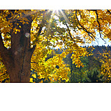   Autumn, Maple Tree, Tree