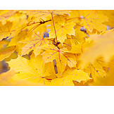   Autumn, Autumn Leaves, Maple Leaf, Maple Tree