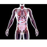   Anatomie, Medizinische Grafik, Organsystem