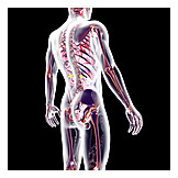   Anatomy, Medical Illustrations, Human Internal Organ