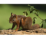   Wildlife, Red Squirrel