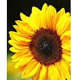   Summer, Sunflower