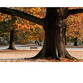   Baum, Park, Herbst