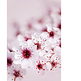   Cherry blossom, Flowering