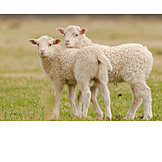   Schaf, Lamm, Gemeinsam