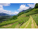   Weinbau, Weinberg, Trentino, Kulturlandschaft