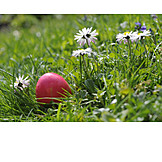   Easter, Flower Meadow, Easter Egg