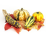  Autumn, Squash, Ornamental Gourd