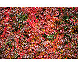   Herbstlich, Wilder Wein, Blattfärbung