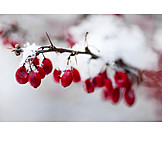   Winter, Berry, Barberry family