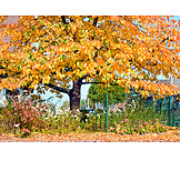   Tree, Autumn, Beech Tree