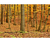   Herbstwald